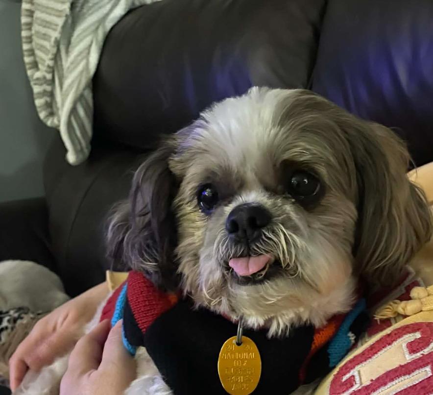 Conny, ADOPTABLE, Senior Male Shih Tzu.