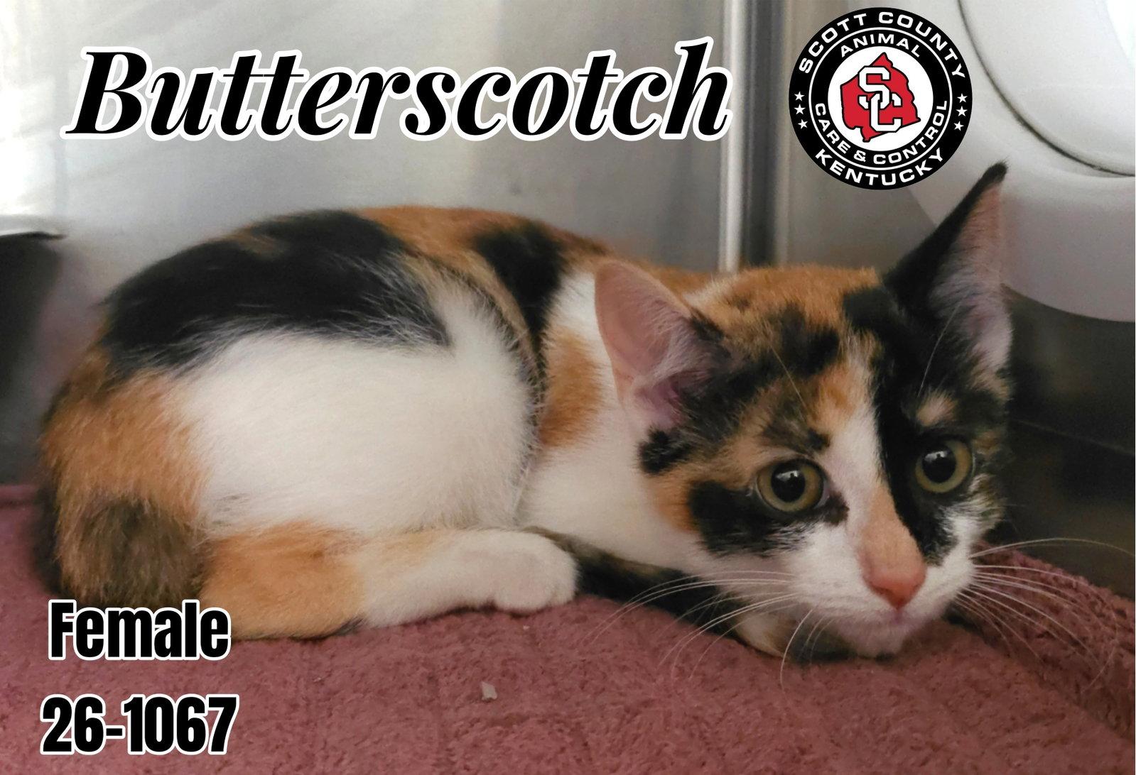 Butterscotch, Adoptable, Kitten Female Domestic Short Hair.