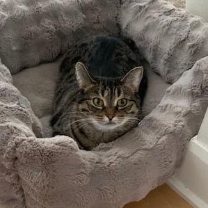 Enlarge Lilas  (Adoption ou famille d'accueil) (Adoption or foster home), a ADOPTABLE Domestic Short Hair in Montreal, QC image 5/6