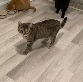 Enlarge Lilas  (Adoption ou famille d'accueil) (Adoption or foster home), a ADOPTABLE Domestic Short Hair in Montreal, QC image 2/6