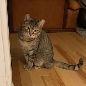 Lilas (Adoption ou famille d'accueil) (Adoption or foster home), ADOPTABLE, Adult Female Domestic Short Hair.