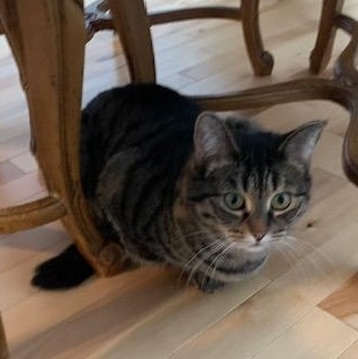 Enlarge Lilas  (Adoption ou famille d'accueil) (Adoption or foster home), a ADOPTABLE Domestic Short Hair in Montreal, QC image 4/6