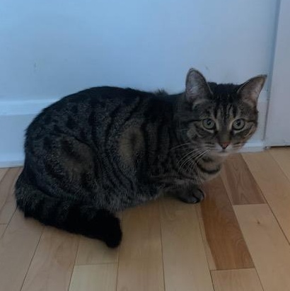 Enlarge Lilas  (Adoption ou famille d'accueil) (Adoption or foster home), a ADOPTABLE Domestic Short Hair in Montreal, QC image 3/6