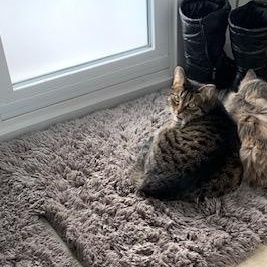 Enlarge Lilas  (Adoption ou famille d'accueil) (Adoption or foster home), a ADOPTABLE Domestic Short Hair in Montreal, QC image 6/6