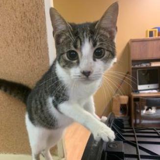 King, Adoptable, Adult Male Domestic Short Hair.