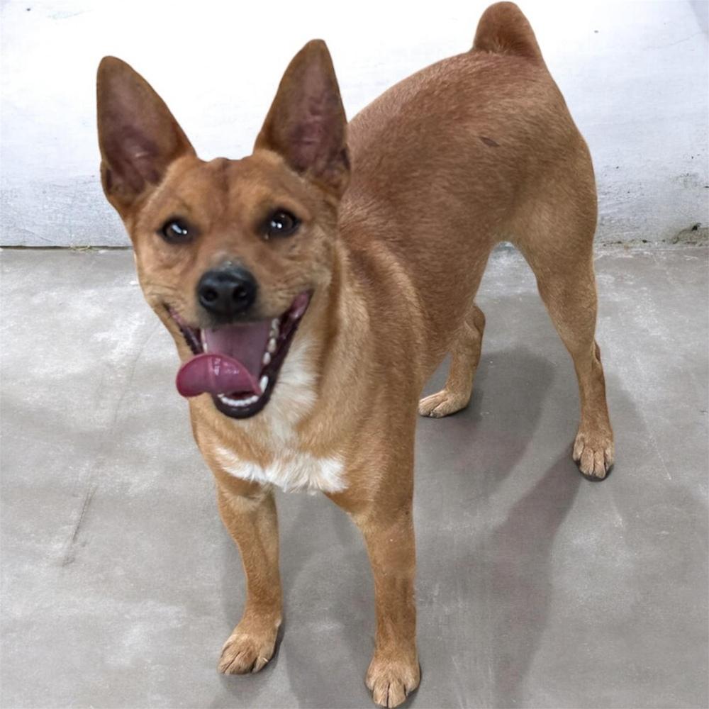 Abe, Adoptable, Young Male Miniature Pinscher.