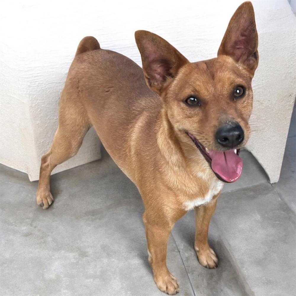 Enlarge Abe, a Adoptable Miniature Pinscher in Brownstown, IN image 2/3