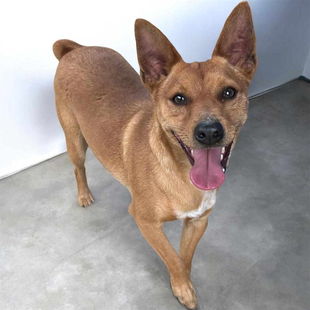 Enlarge Abe, a Adoptable Miniature Pinscher in Brownstown, IN image 3/3