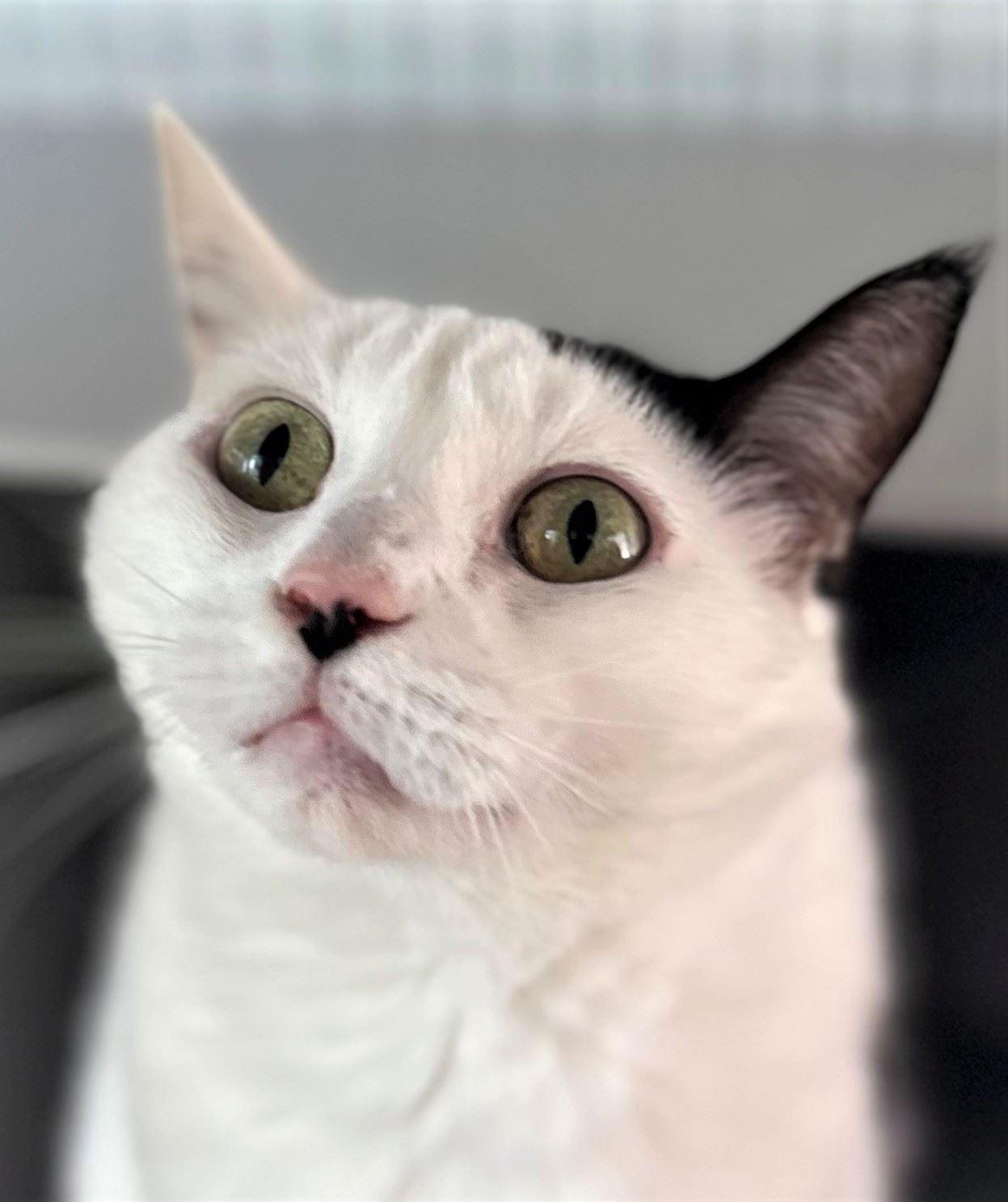 Milk, a ADOPTABLE Domestic Short Hair in Iowa City, IA image 2/2