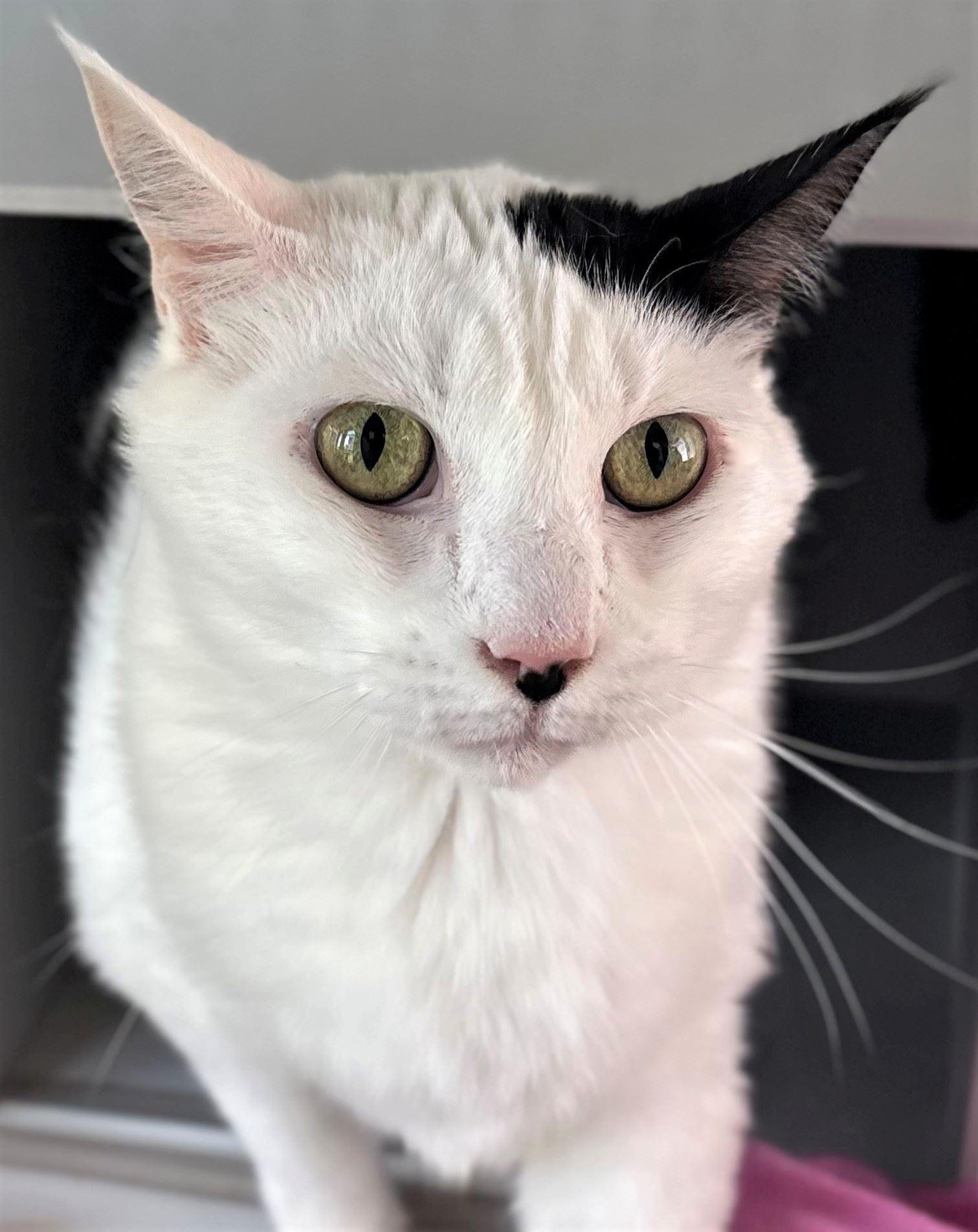 Milk, ADOPTABLE, Adult Female Domestic Short Hair.