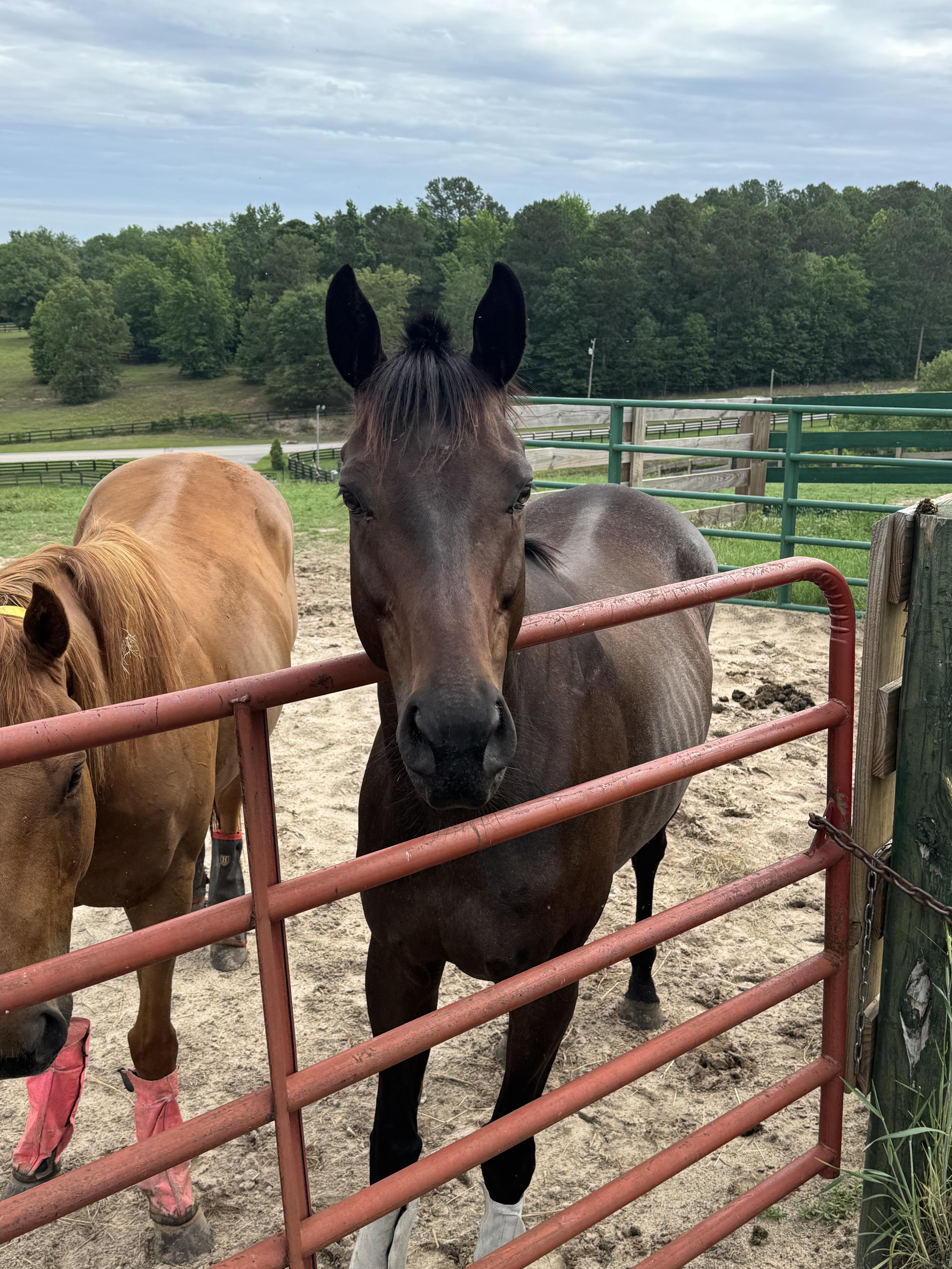 Rookie Salsa, ADOPTABLE, Adult Male Thoroughbred.