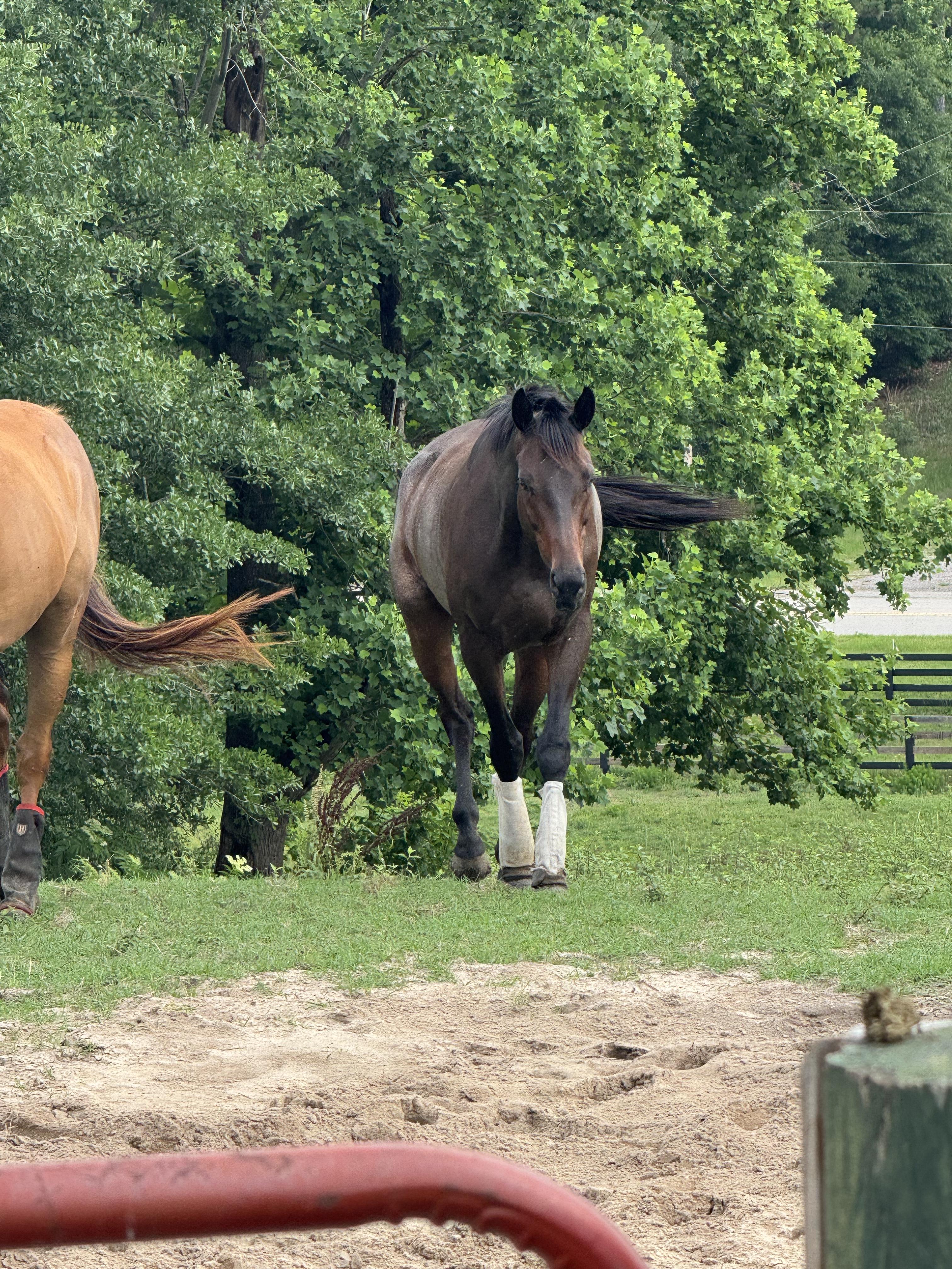Rookie Salsa, a ADOPTABLE Thoroughbred in Aiken, SC image 2/3