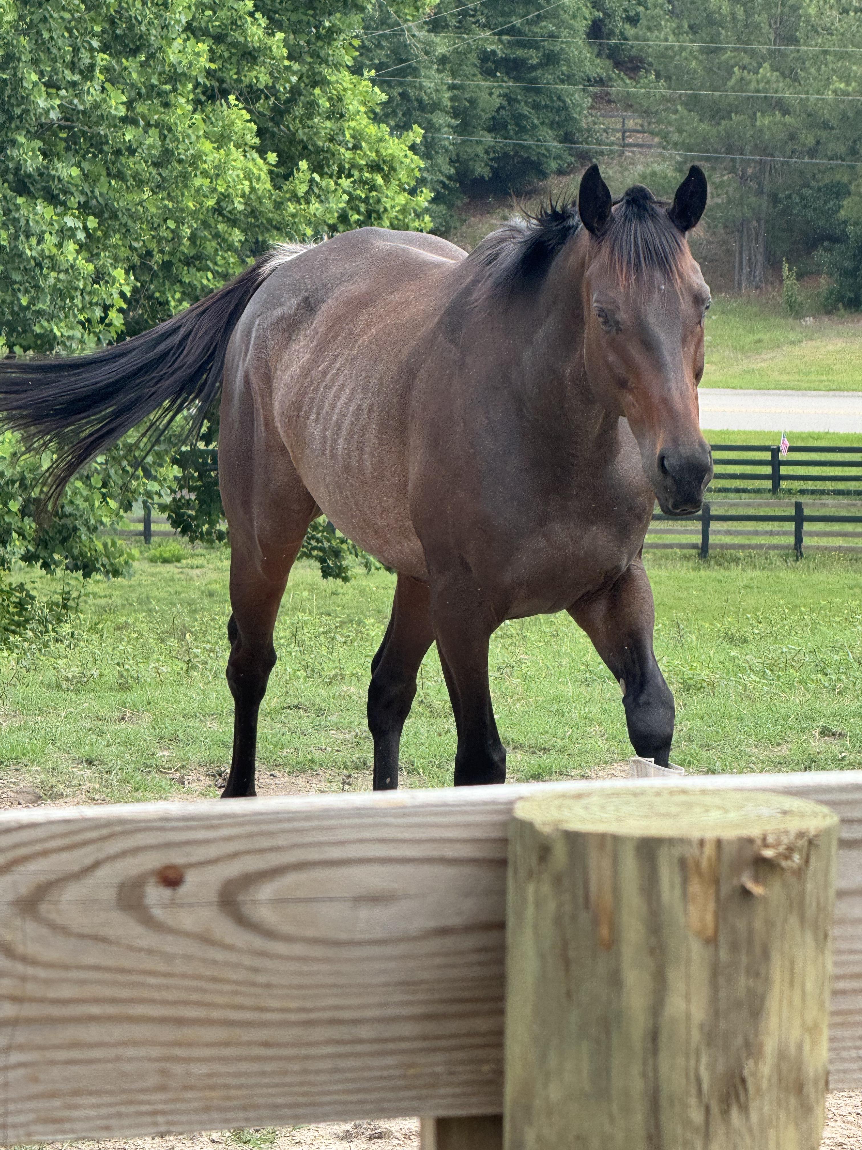Rookie Salsa, a ADOPTABLE Thoroughbred in Aiken, SC image 3/3