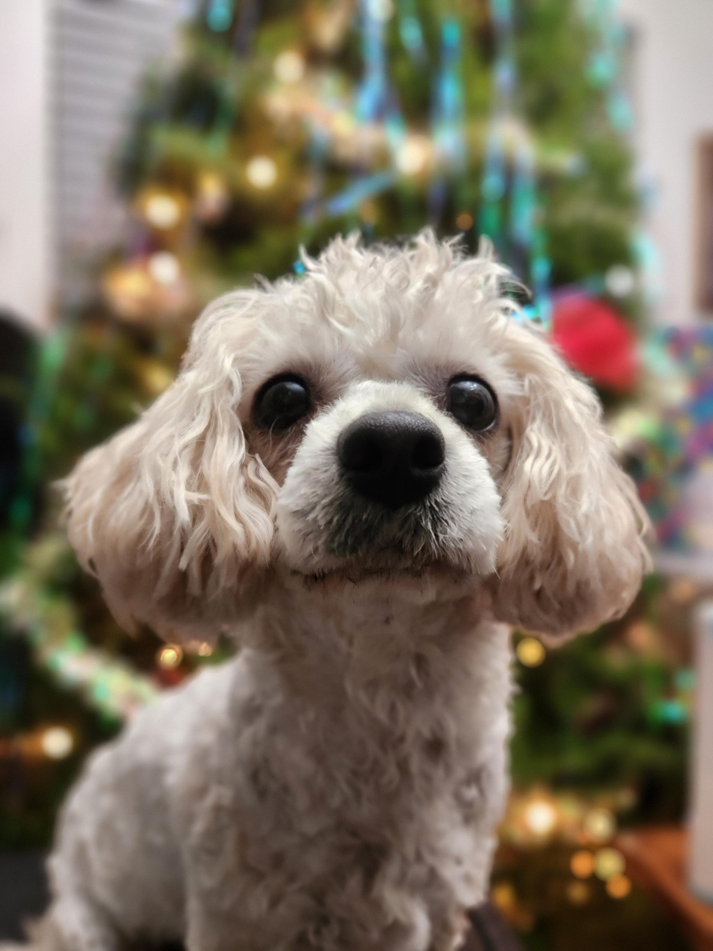 Penny, ADOPTABLE, Young Female Maltese & Poodle.