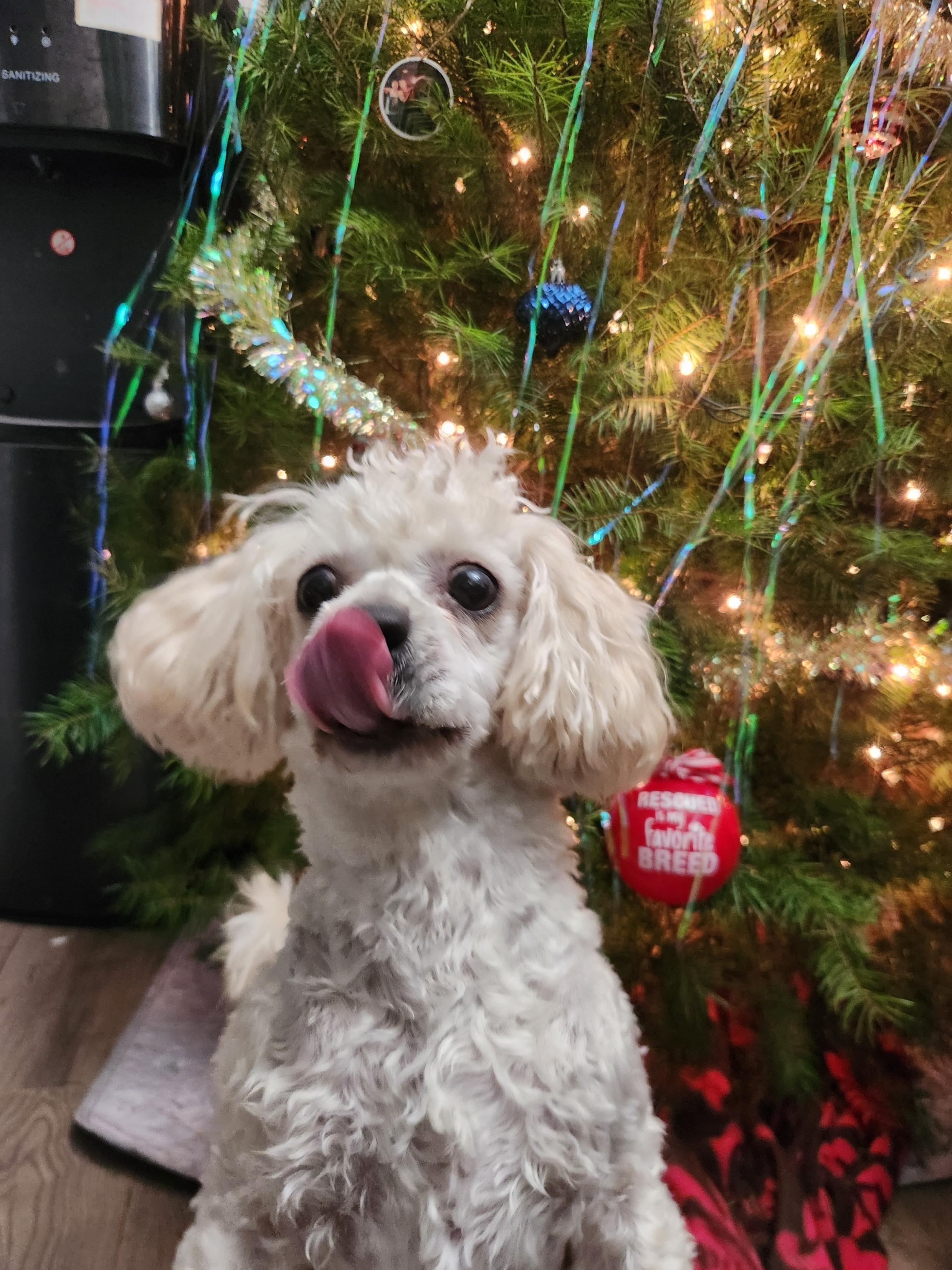 Penny, adopted, Young Female Maltese & Poodle.