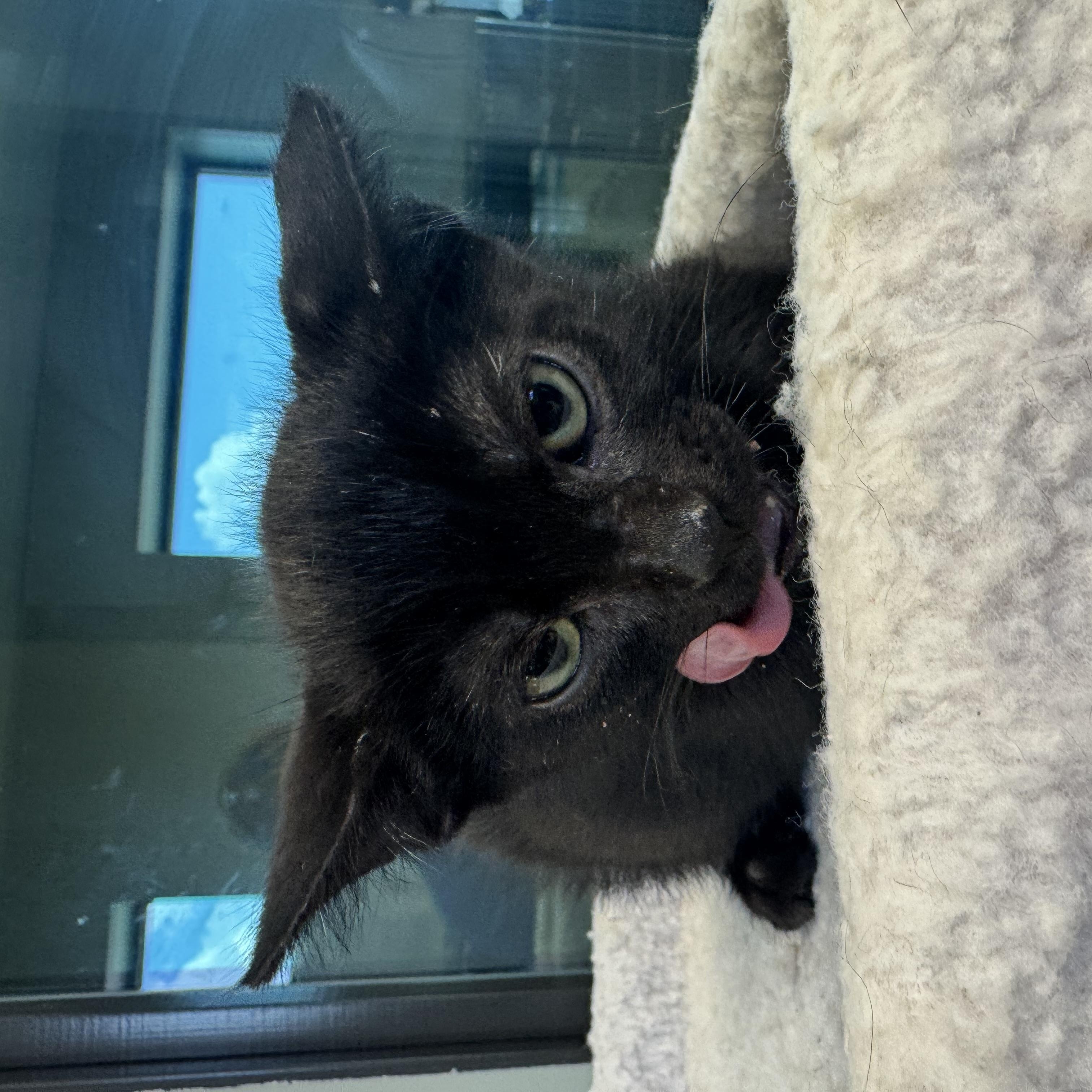 Patton, a Adoptable Domestic Short Hair in Liberty, MO image 3/5