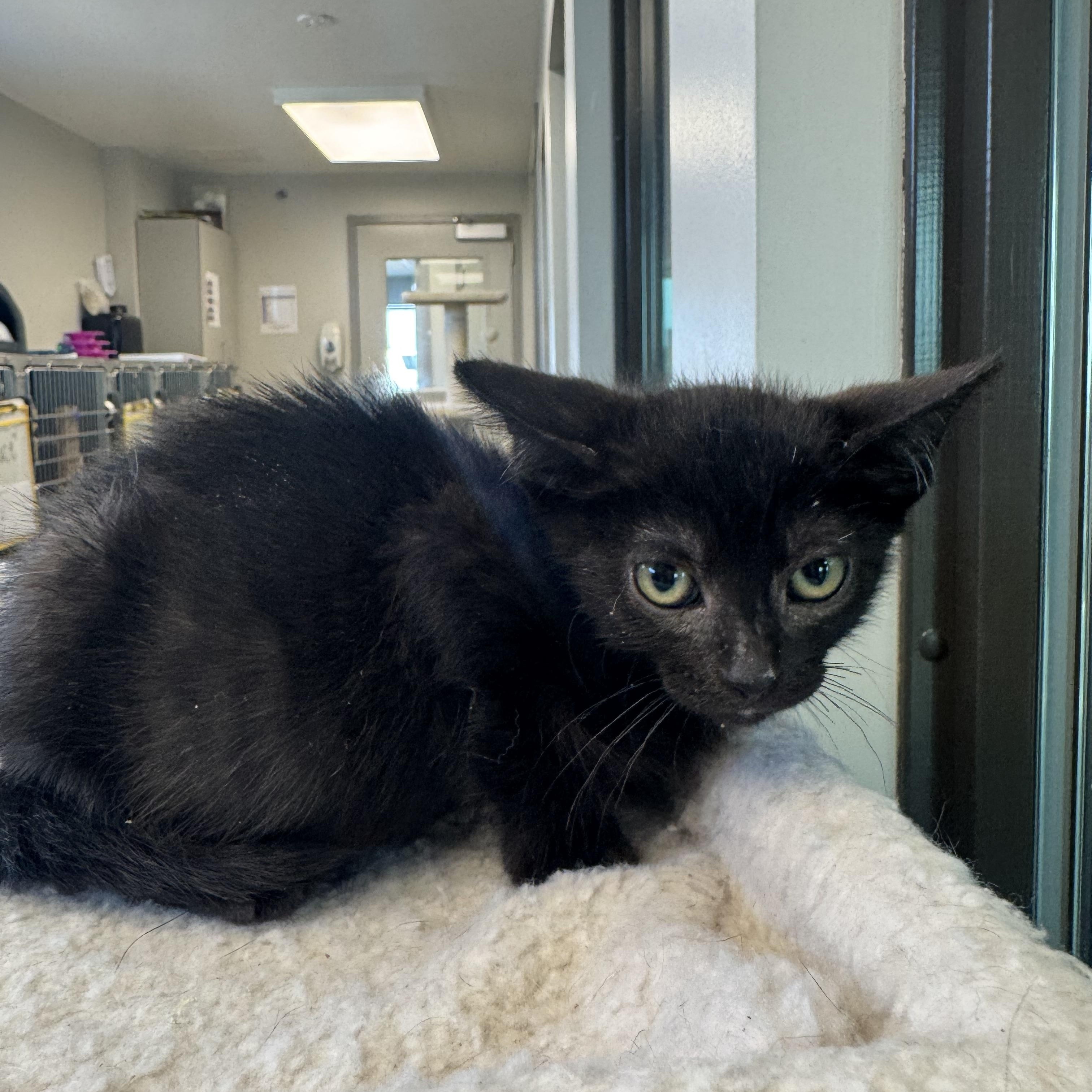 Patton, a Adoptable Domestic Short Hair in Liberty, MO image 2/5