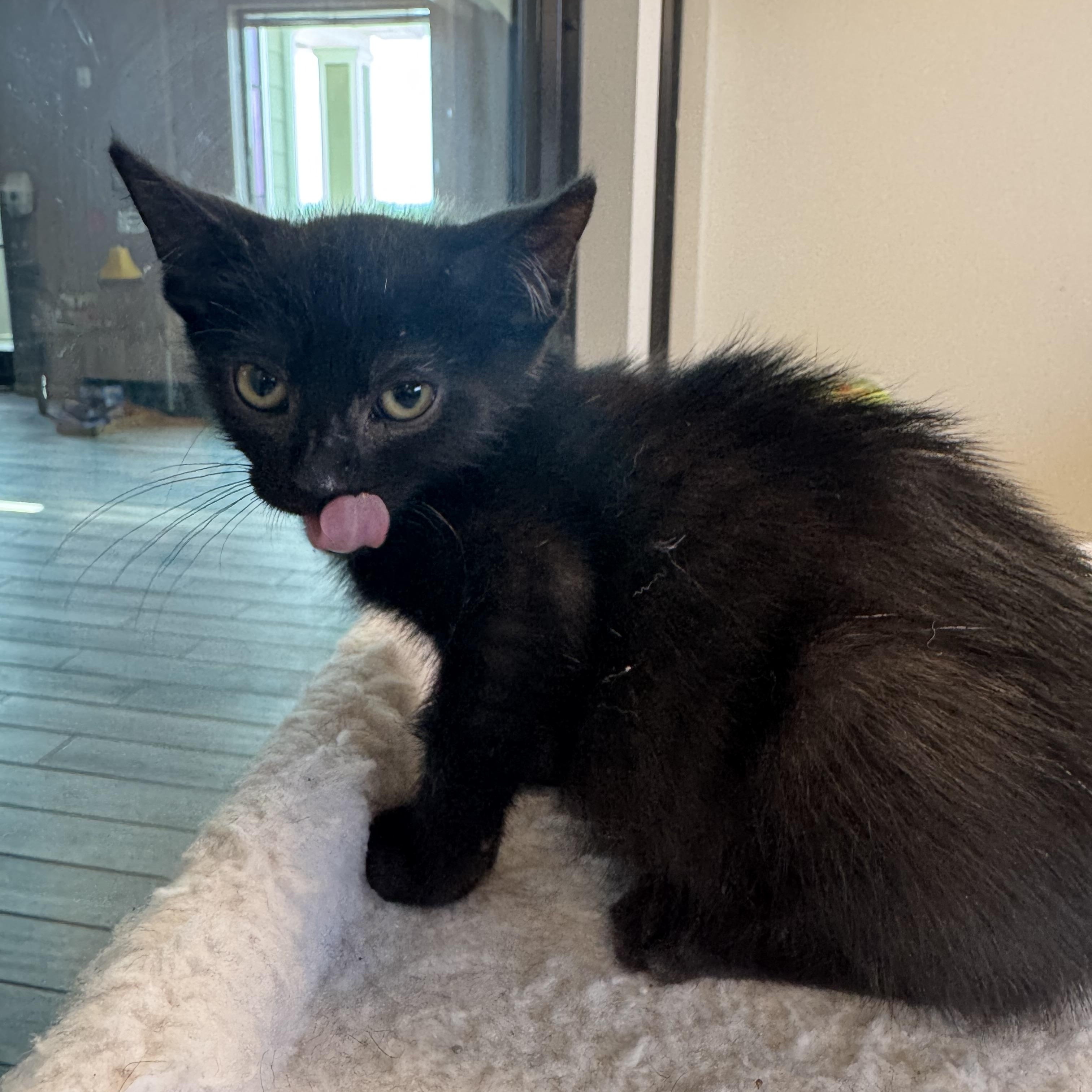 Patton, Adoptable, Kitten Male Domestic Short Hair.