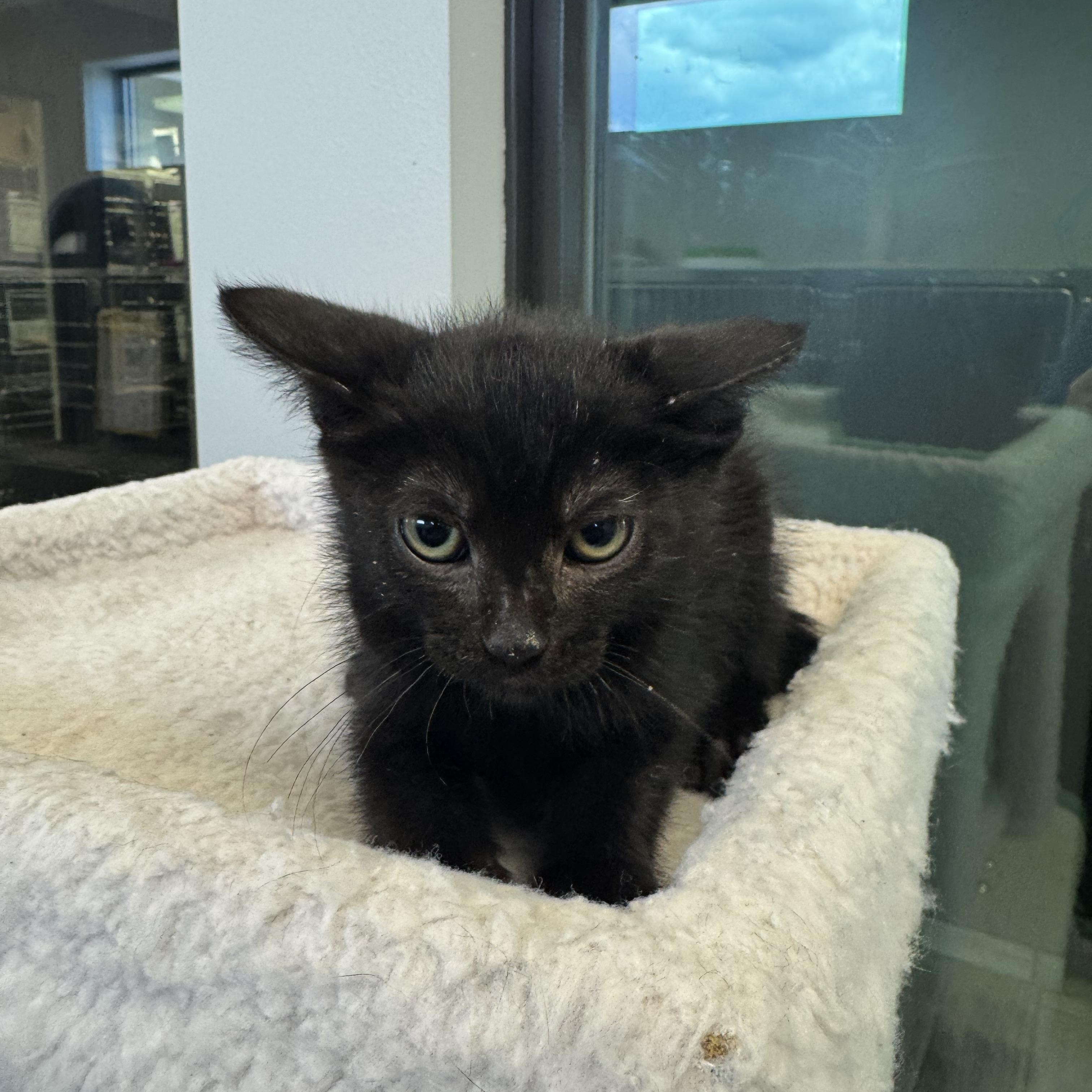 Patton, a Adoptable Domestic Short Hair in Liberty, MO image 5/5