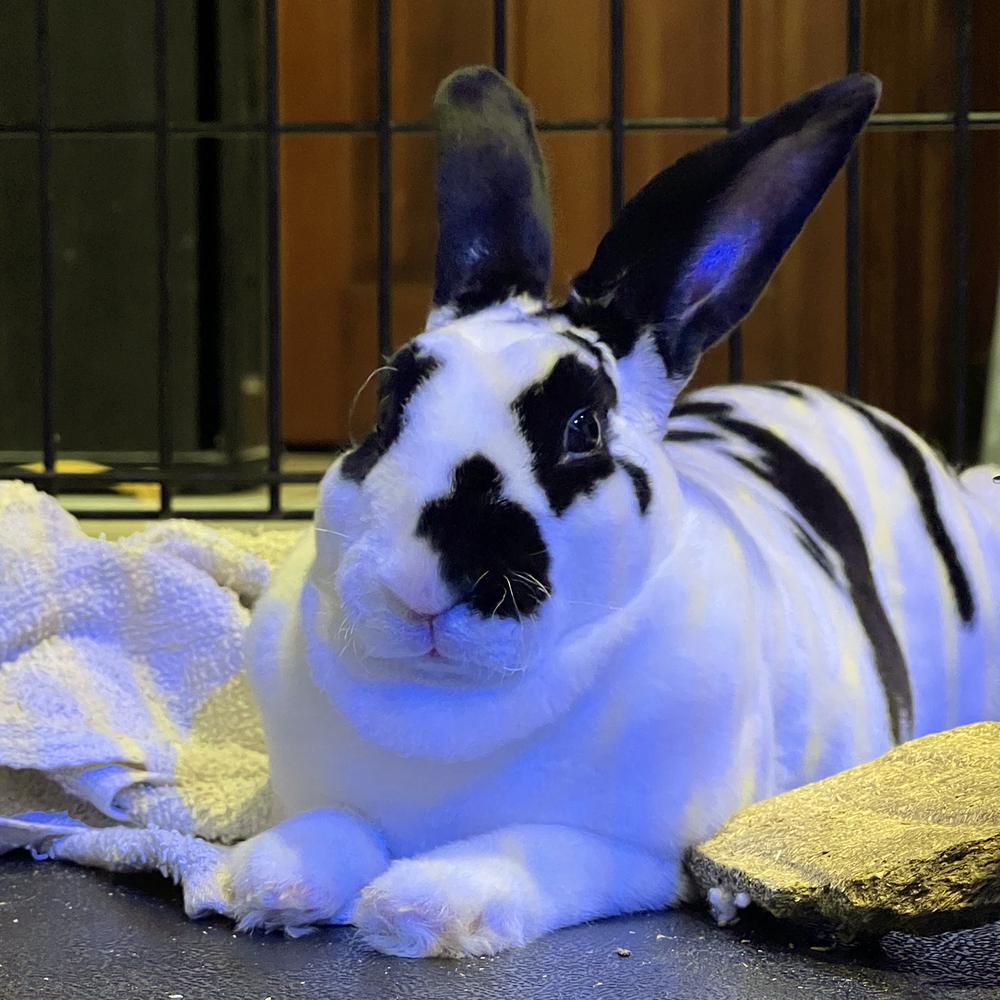 Enlarge Bun B, a Adoptable Rex in Houston, TX image 1/6
