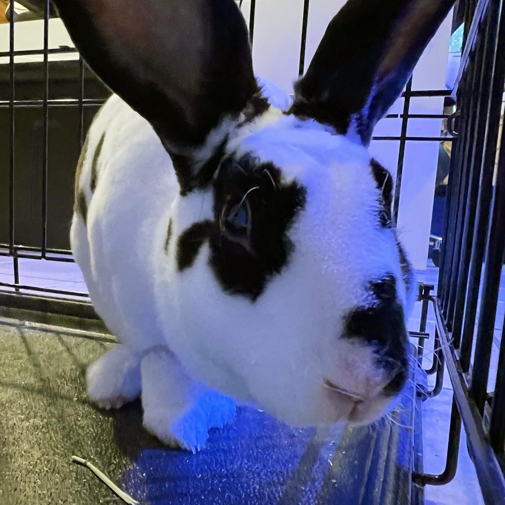 Enlarge Bun B, a Adoptable Rex in Houston, TX image 2/6