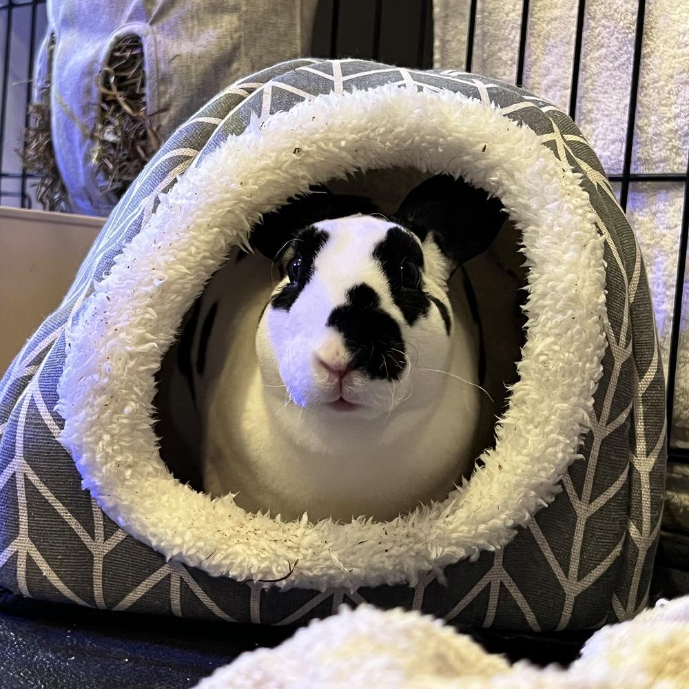 Enlarge Bun B, a Adoptable Rex in Houston, TX image 3/6