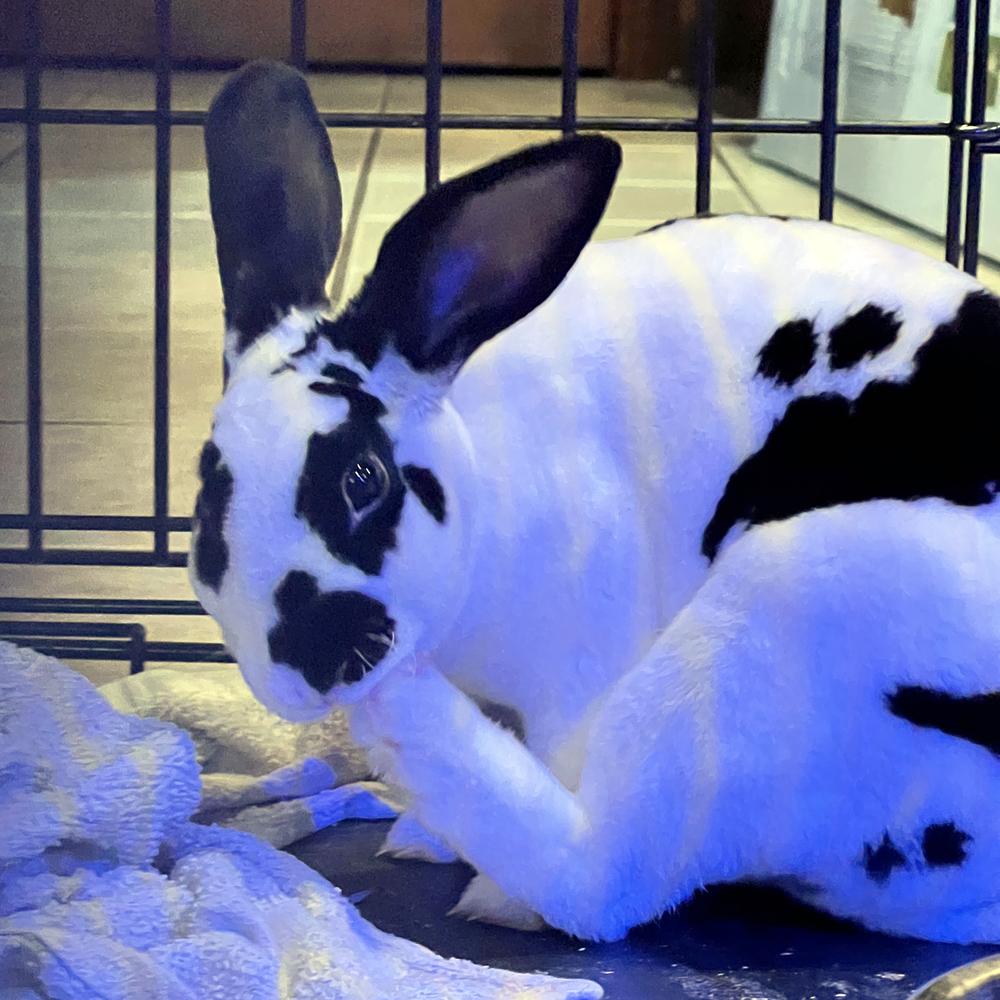Enlarge Bun B, a Adoptable Rex in Houston, TX image 4/6