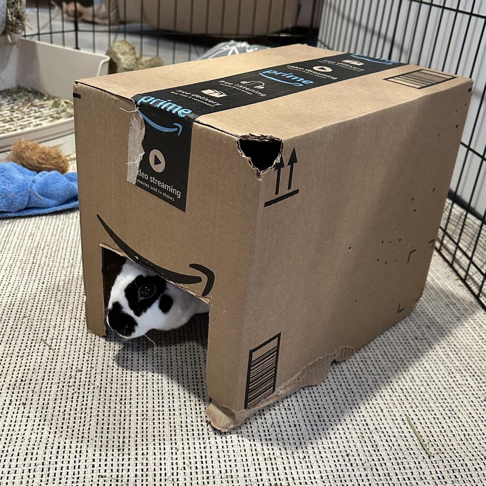 Enlarge Bun B, a Adoptable Rex in Houston, TX image 6/6