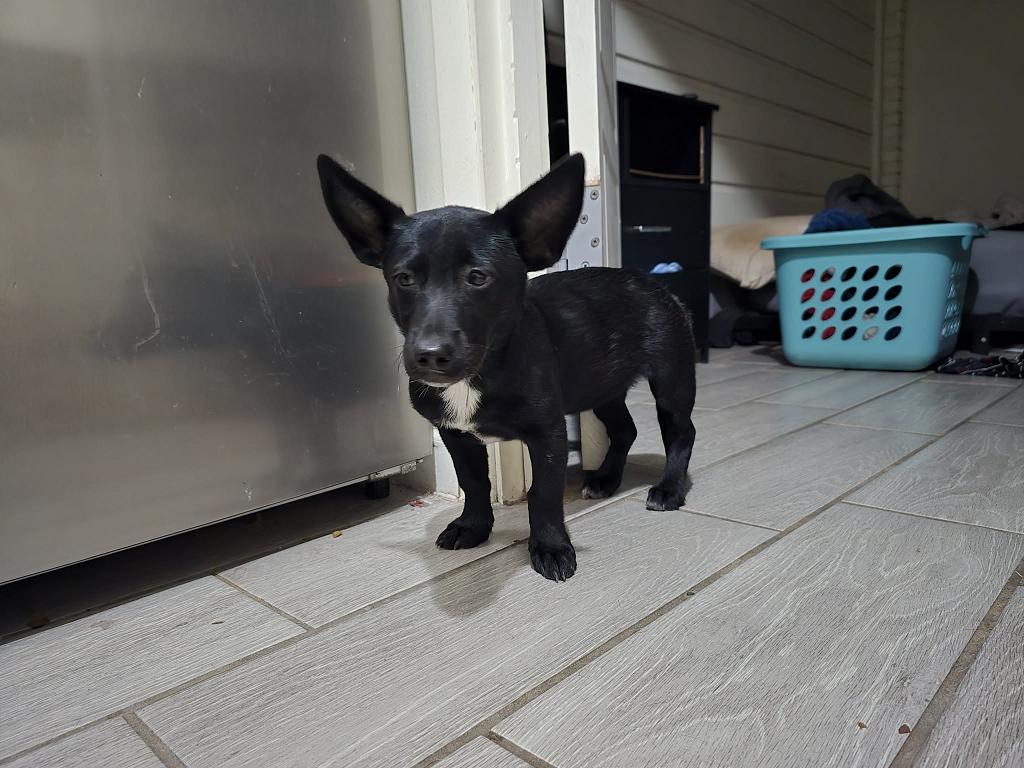 Anabus, adopted, Puppy Female Dachshund & Chihuahua.