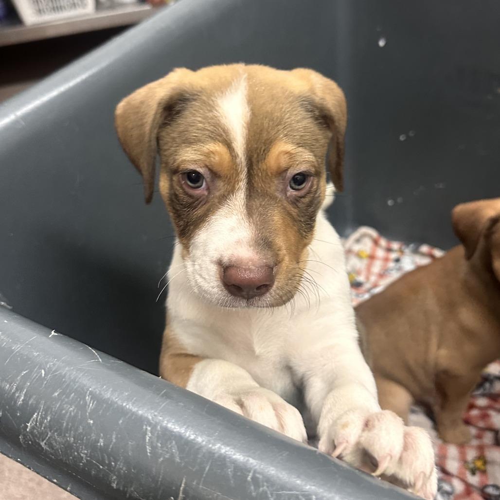Buffy, Adoptable, Puppy Female Mixed Breed.