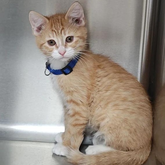 Enlarge John-Boy, a Adoptable Domestic Short Hair in Wahpeton, ND image 1/1