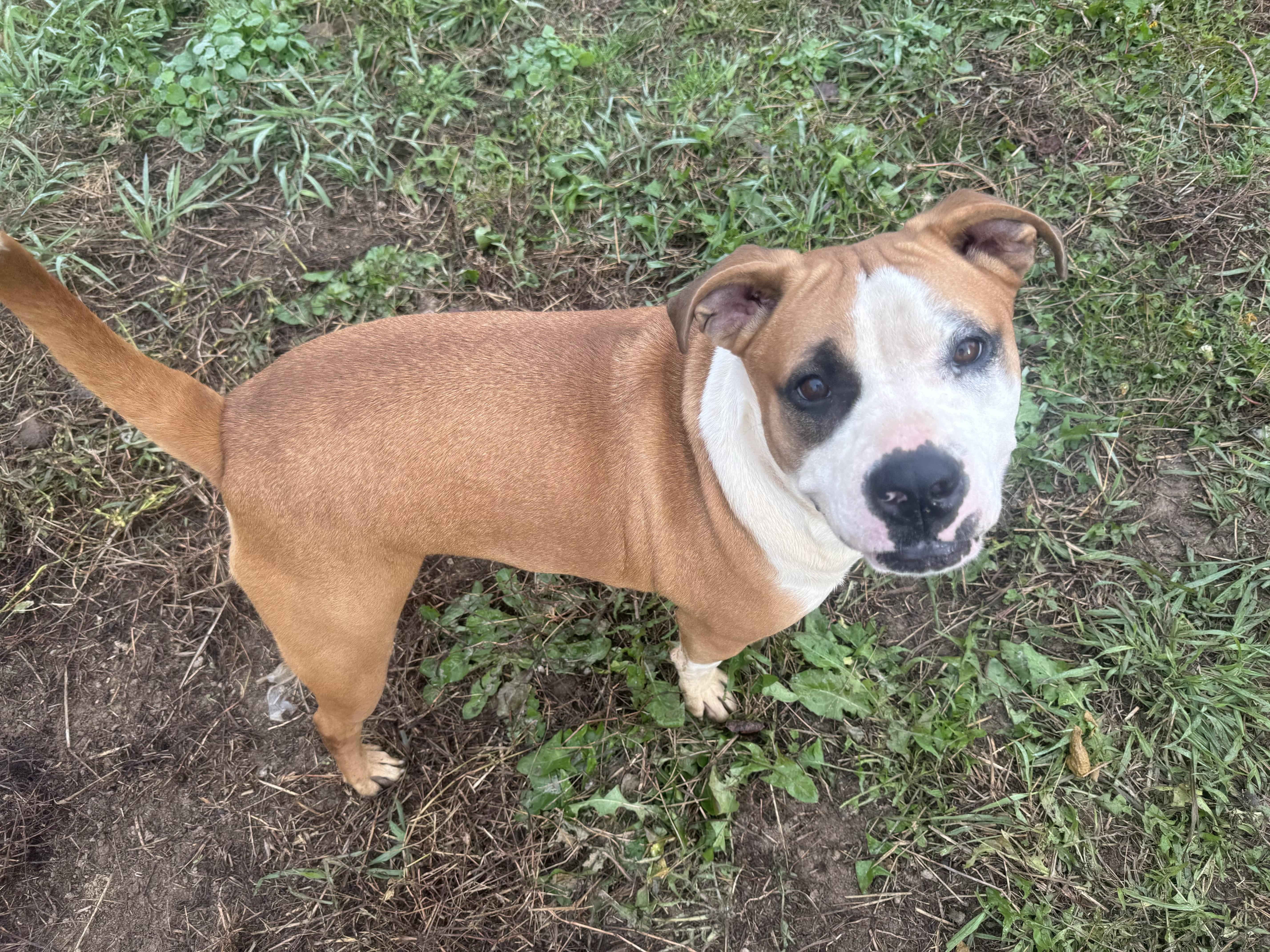 Travis, Adoptable, Young Male Pit Bull Terrier.