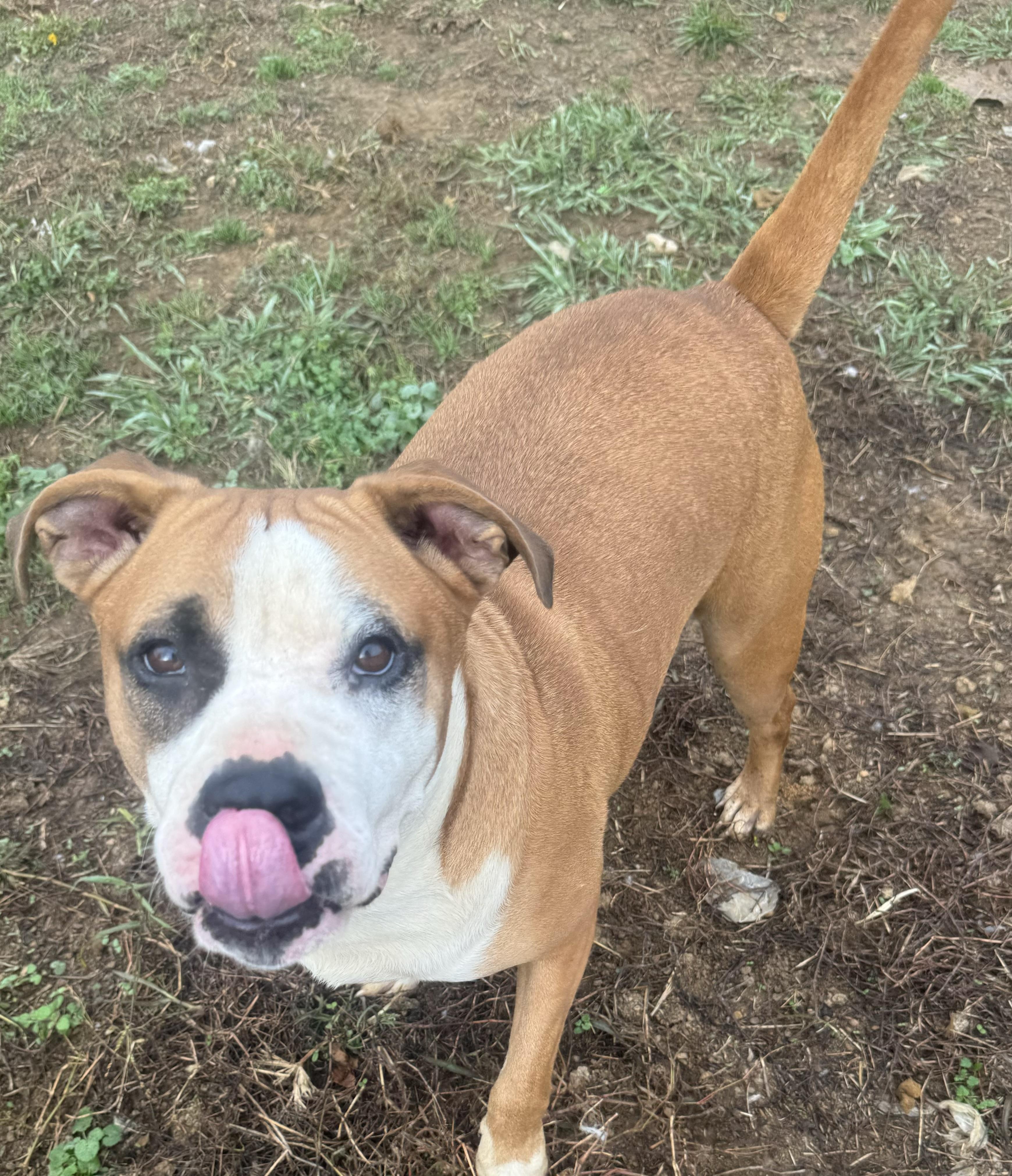 Travis, a Adoptable mixed breed in Charlotte, NC image 2/5