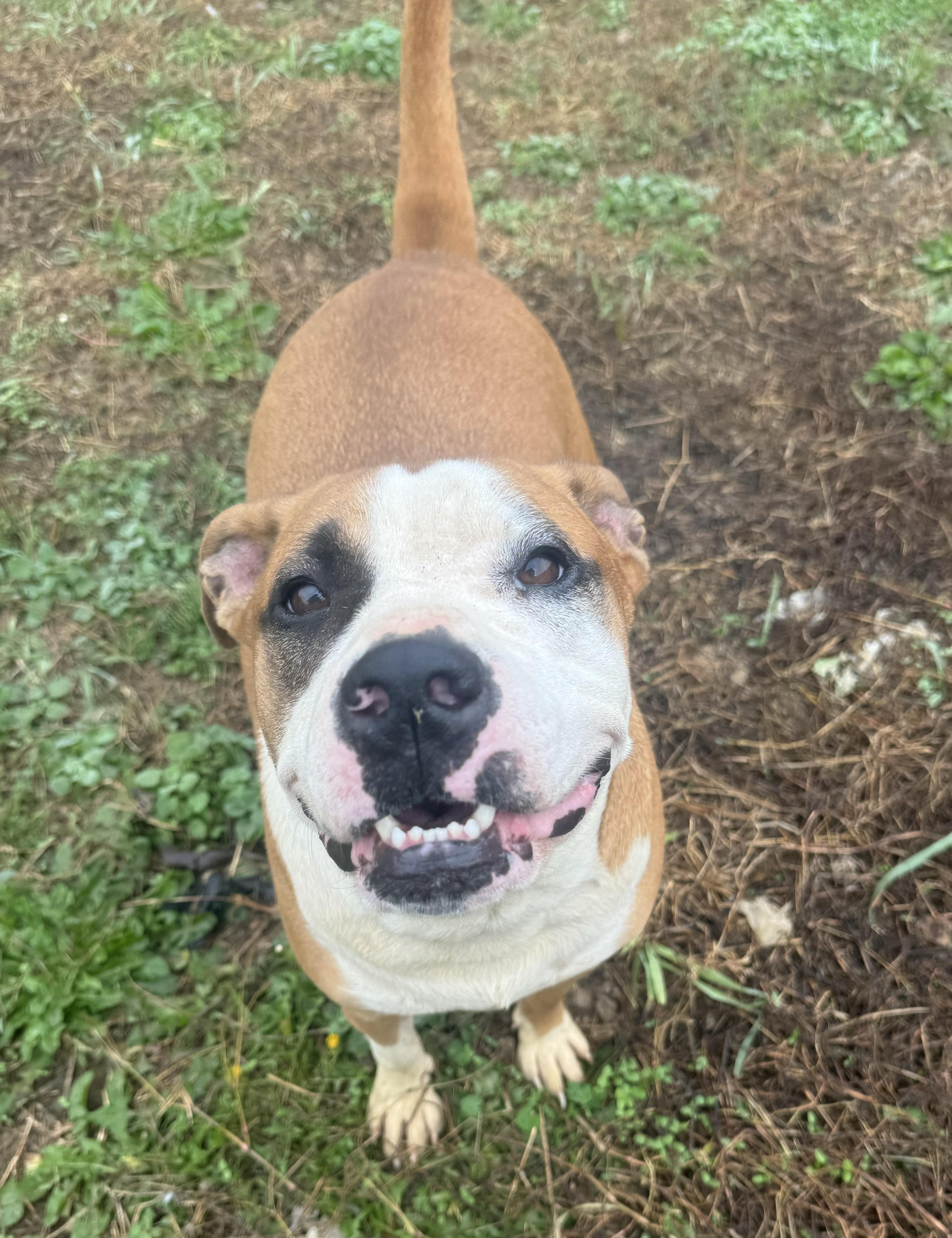 Travis, a Adoptable mixed breed in Charlotte, NC image 3/5