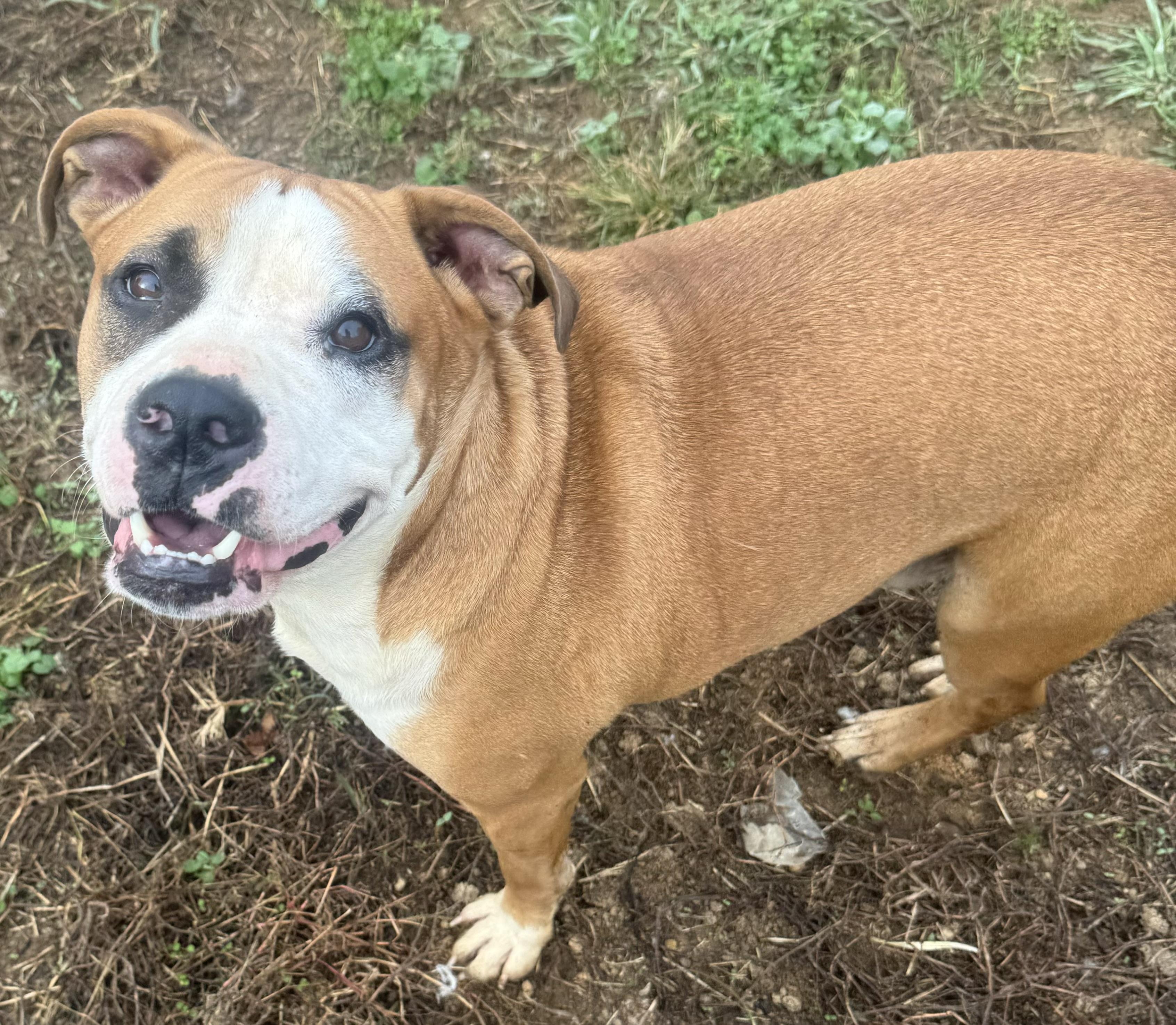 Travis, a Adoptable mixed breed in Charlotte, NC image 5/5