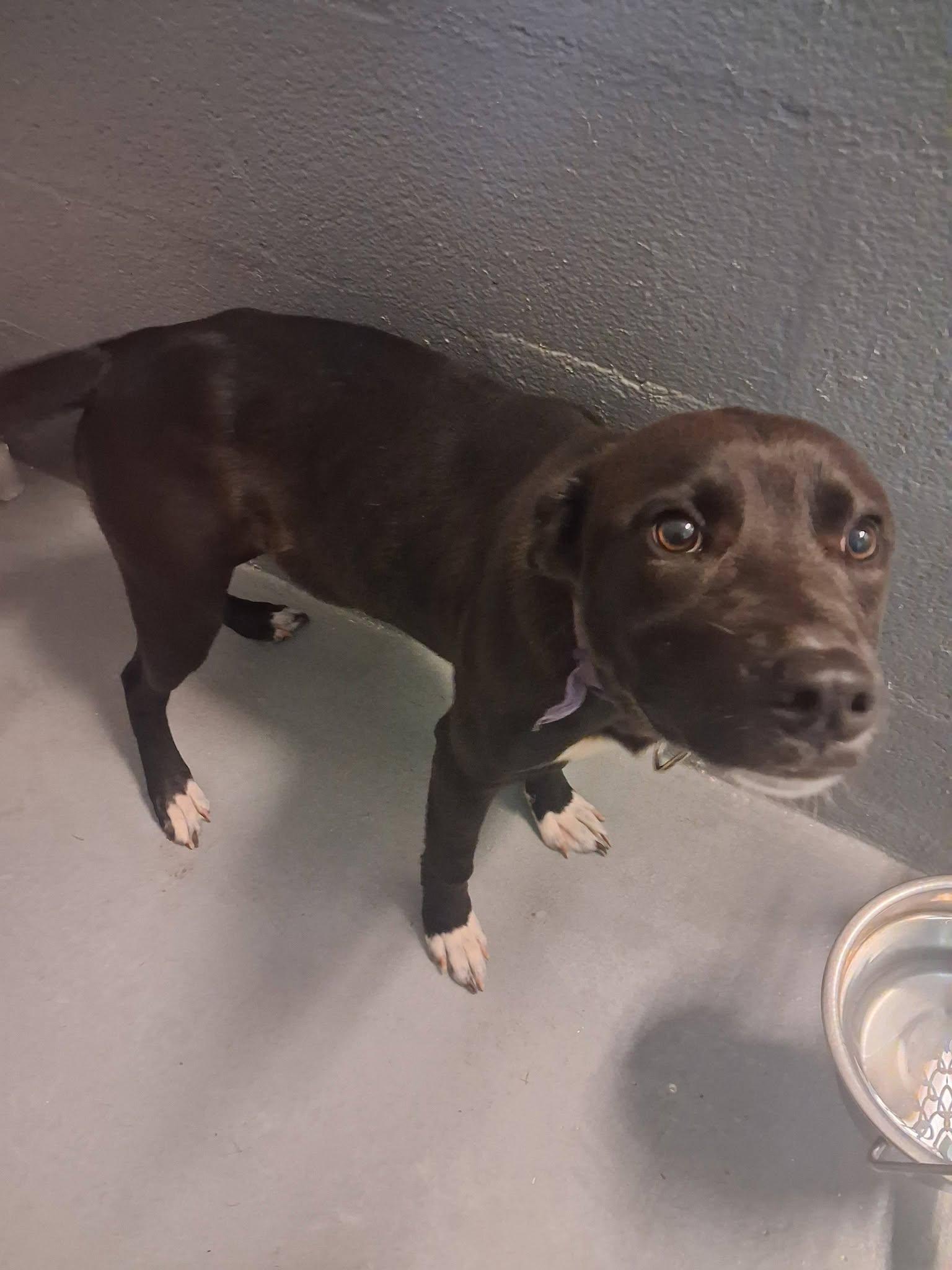 Dahlia, ADOPTABLE, Young Female Labrador Retriever.