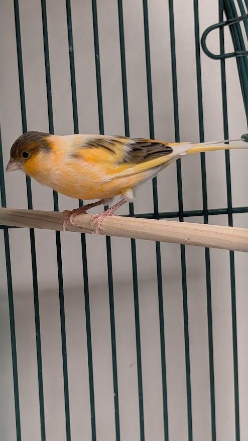 Tweetwood Mac and Cheep Trick, a ADOPTABLE mixed breed in Coquitlam, BC image 3/3