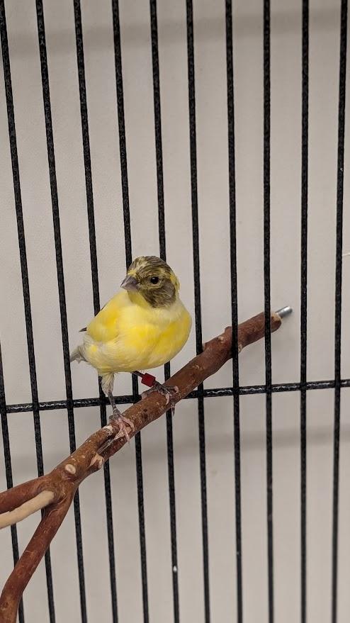 Tweetwood Mac and Cheep Trick, a ADOPTABLE mixed breed in Coquitlam, BC image 2/3