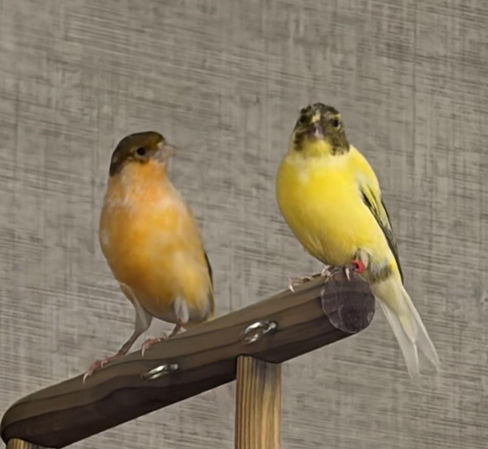 Tweetwood Mac and Cheep Trick, ADOPTABLE, Adult Unknown Canary & Finch.
