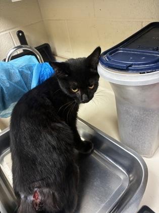 Enlarge Justice Zebra, a Adoptable mixed breed in Wichita, KS image 2/3