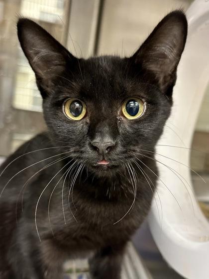 Enlarge Justice Zebra, a Adoptable mixed breed in Wichita, KS image 3/3