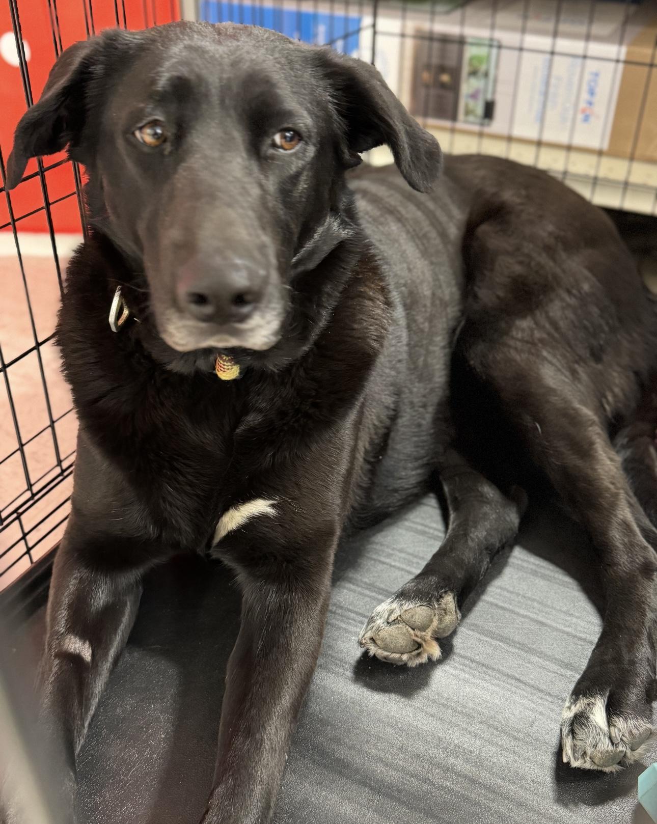 Bailey Big Girl, Adoptable, Adult Female Black Labrador Retriever & Great Dane.