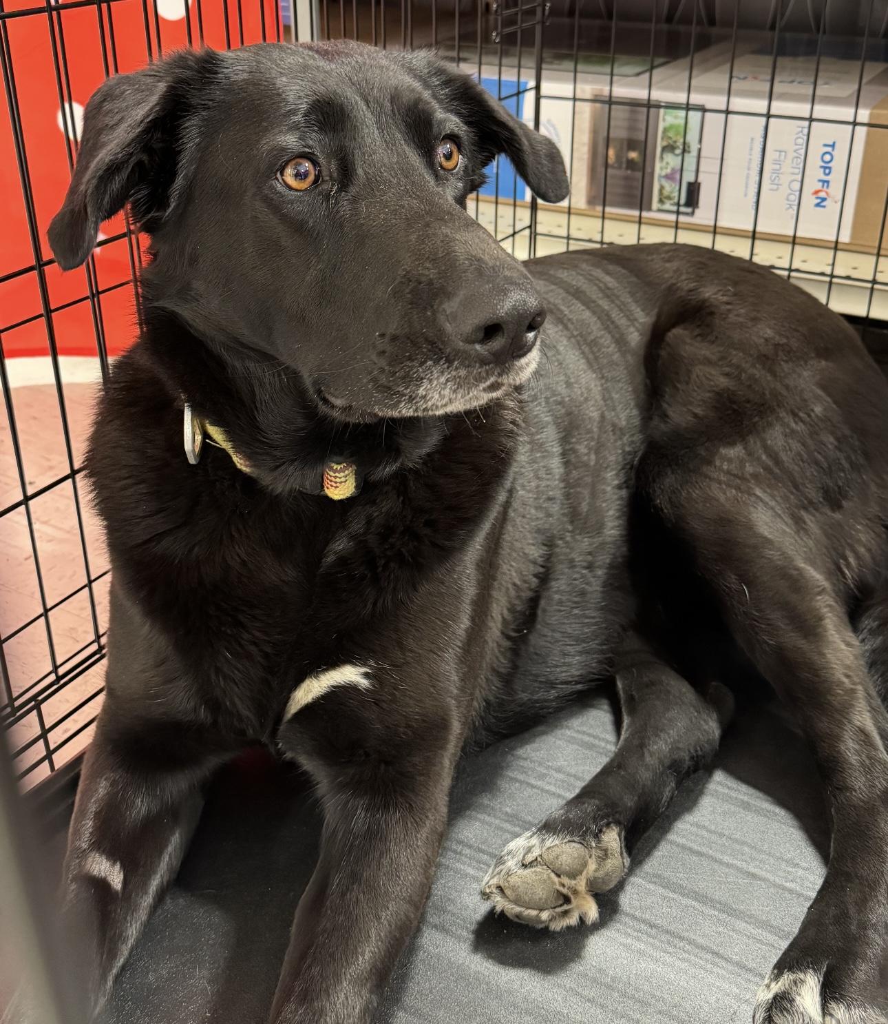 Bailey Big Girl, a Adoptable mixed breed in Hesperia, CA image 2/2