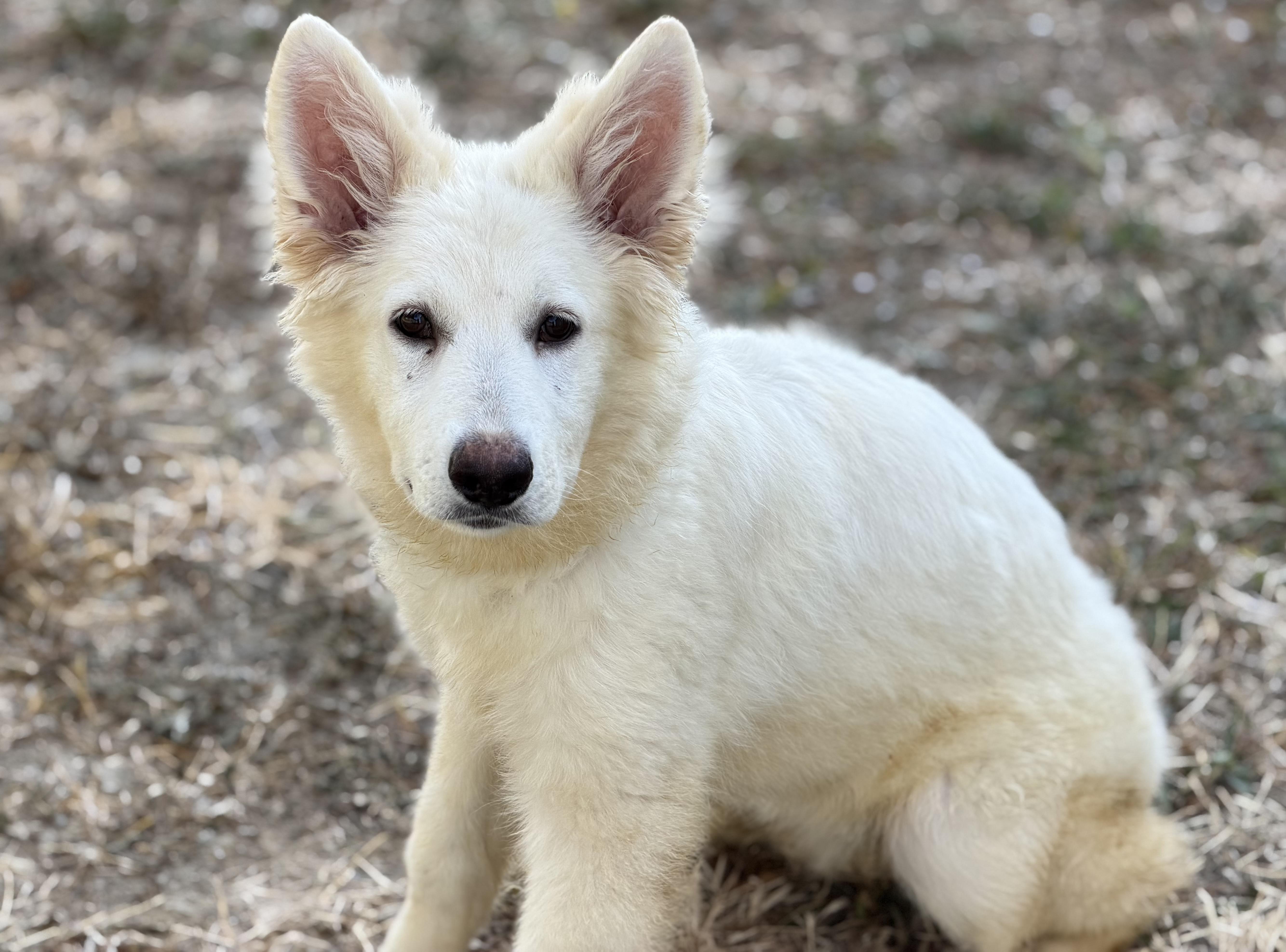Enlarge Sadie & Sailor, an adopted German Shepherd Dog in Phoenix, AZ image 2/5
