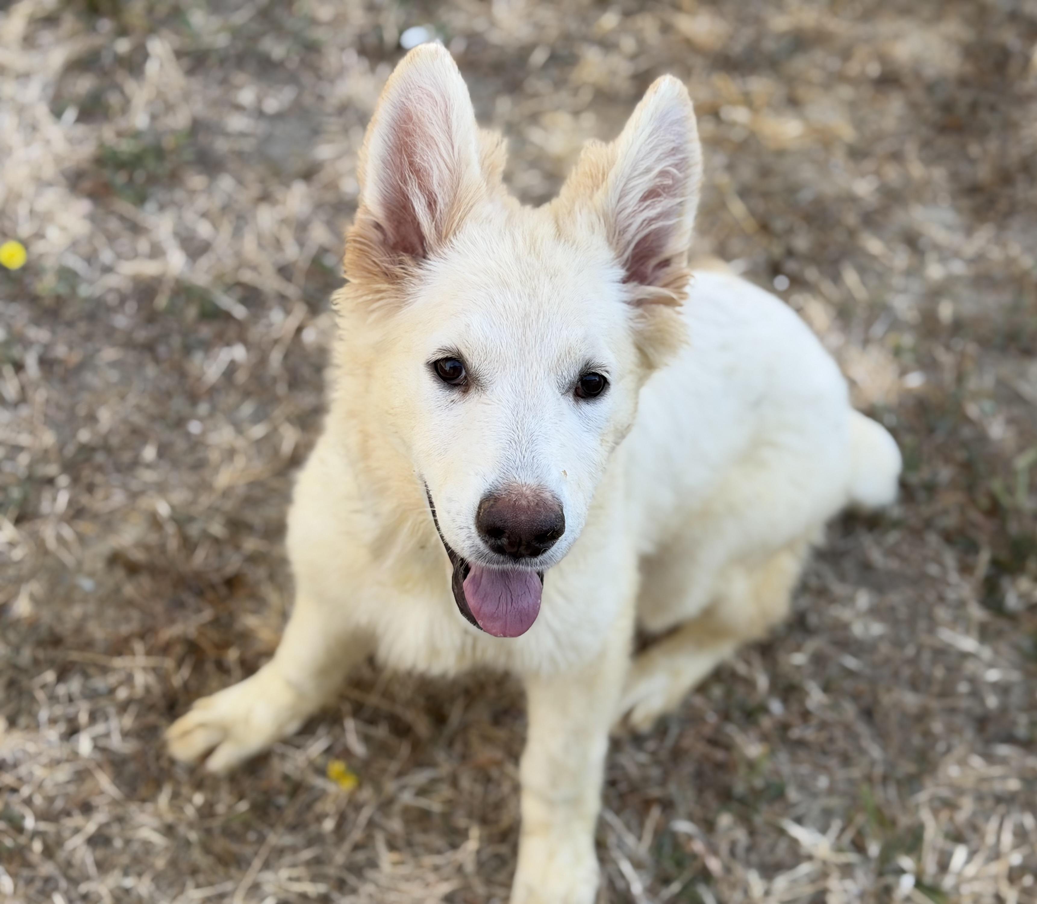 Enlarge Sadie & Sailor, an adopted German Shepherd Dog in Phoenix, AZ image 4/5