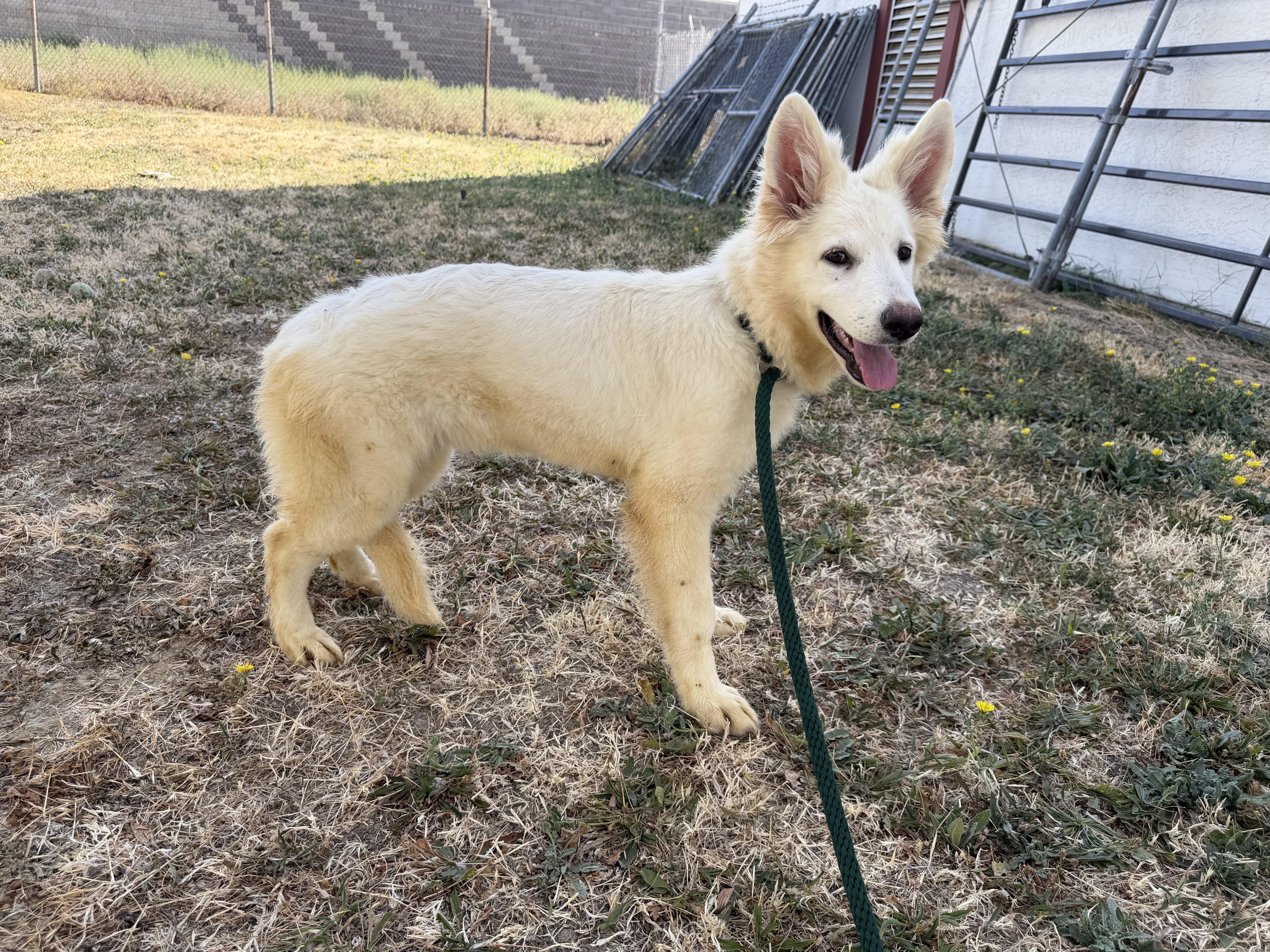 Enlarge Sadie & Sailor, an adopted German Shepherd Dog in Phoenix, AZ image 3/5