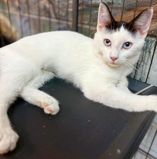 Enlarge Gabrielle blue eyes, a Adoptable mixed breed in Jackson, GA image 1/4