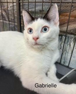 Gabrielle Blue Eyes thumbnail 2