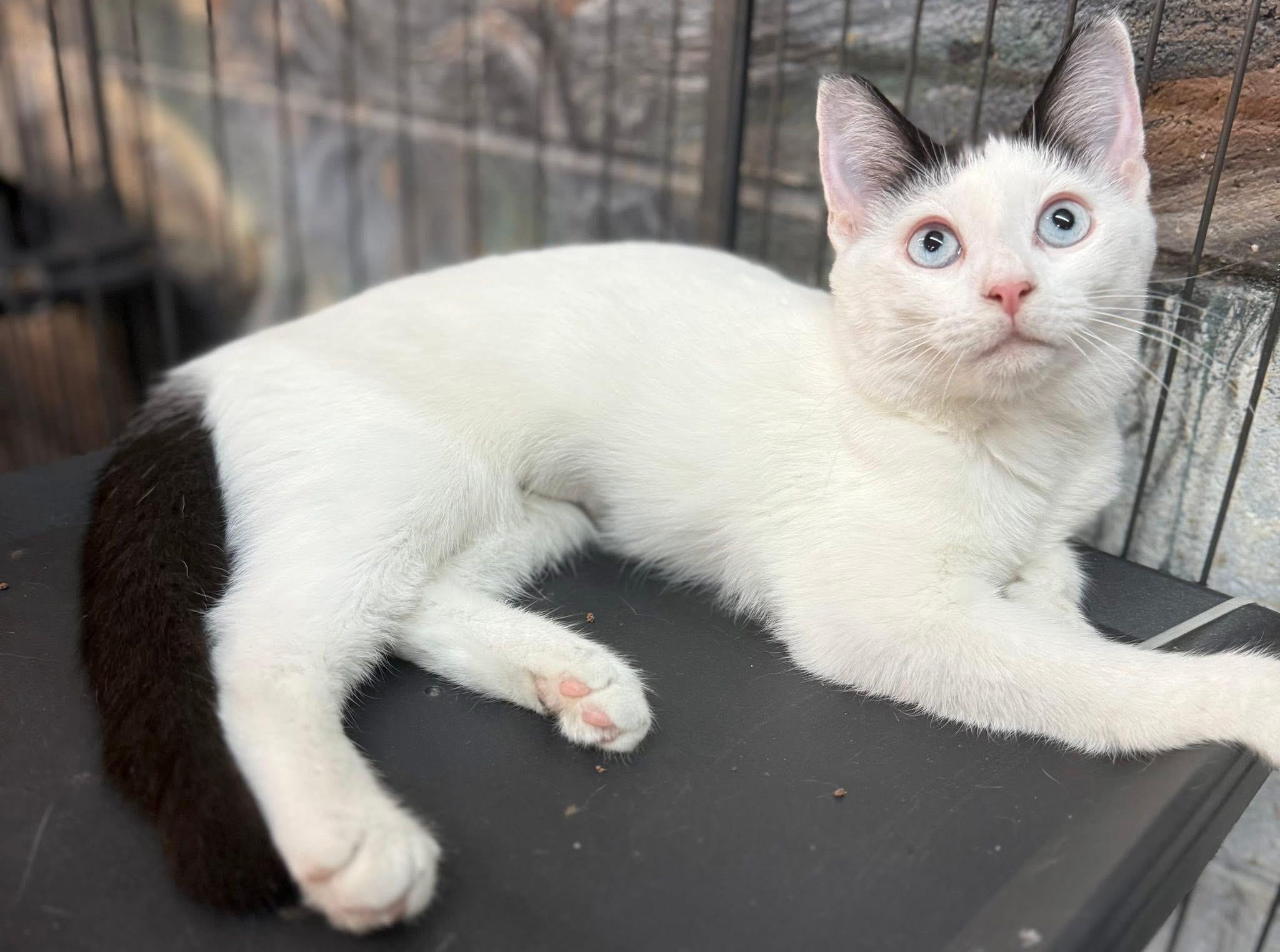 Enlarge Gabrielle blue eyes, a Adoptable mixed breed in Jackson, GA image 3/4