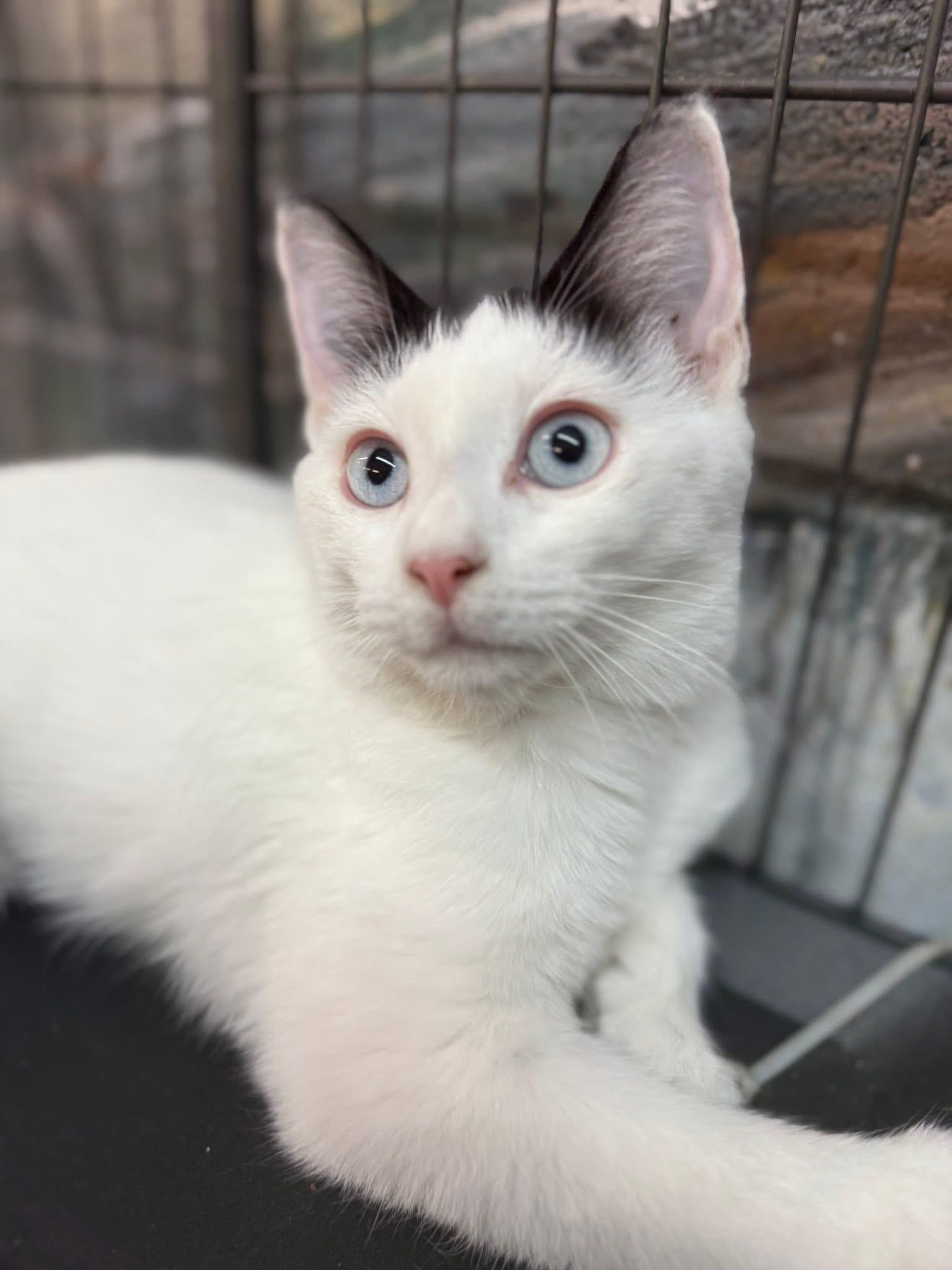 Enlarge Gabrielle blue eyes, a Adoptable mixed breed in Jackson, GA image 4/4